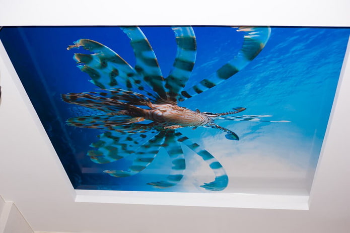 stretch vászon fotónyomtatással víz alatti világ