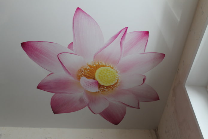 stretch canvas with the image of a lotus