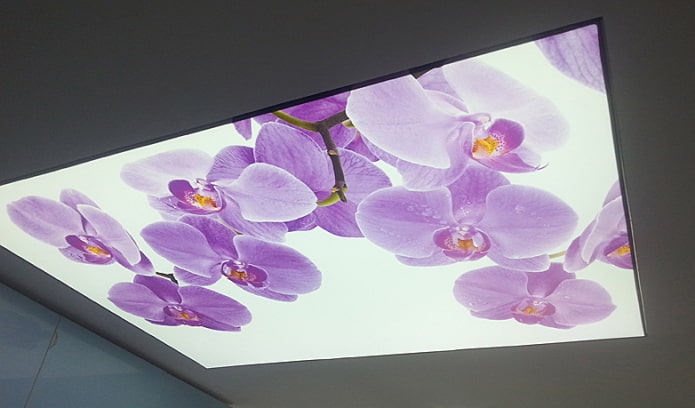 orchid ceiling