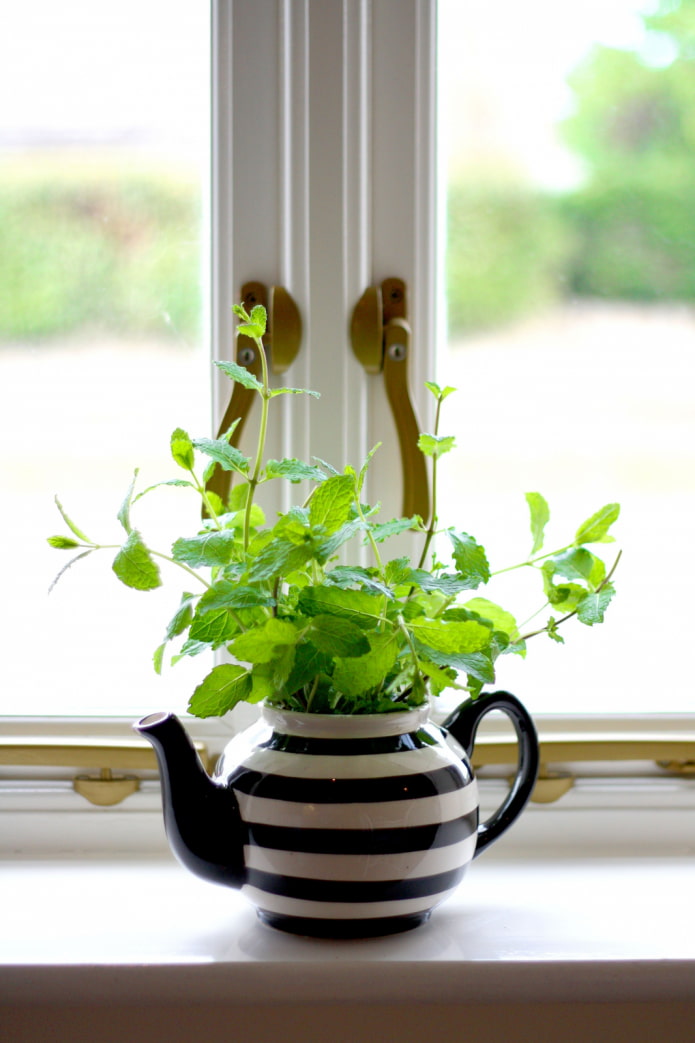 Teapot with herbs