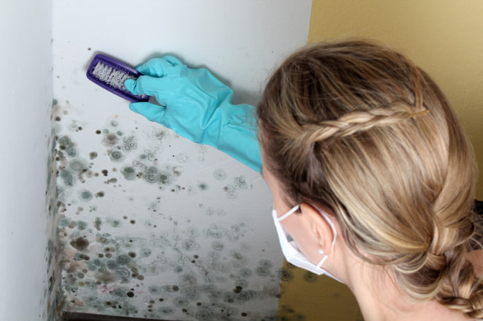 removing mold from walls