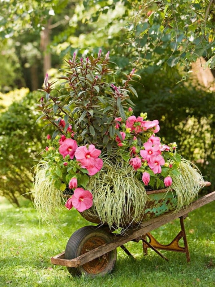 Flowers in a wheelbarrow