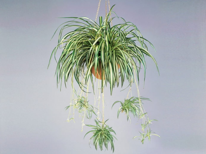 Chlorophytum in a hanging planter