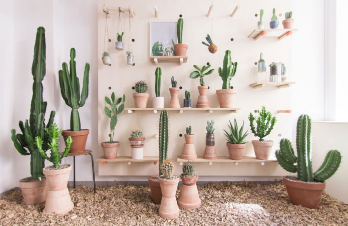 Kaktuszok gyűjteménye a belső térben