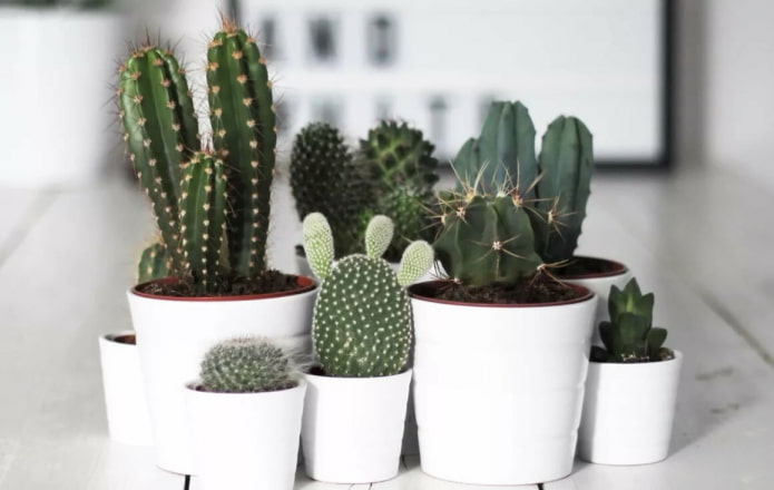 Cacti in white pots