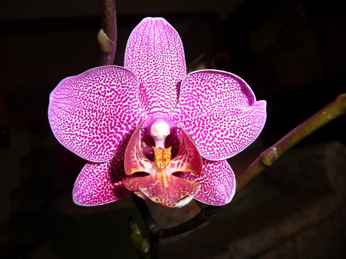 Phalaenopsis-Blume