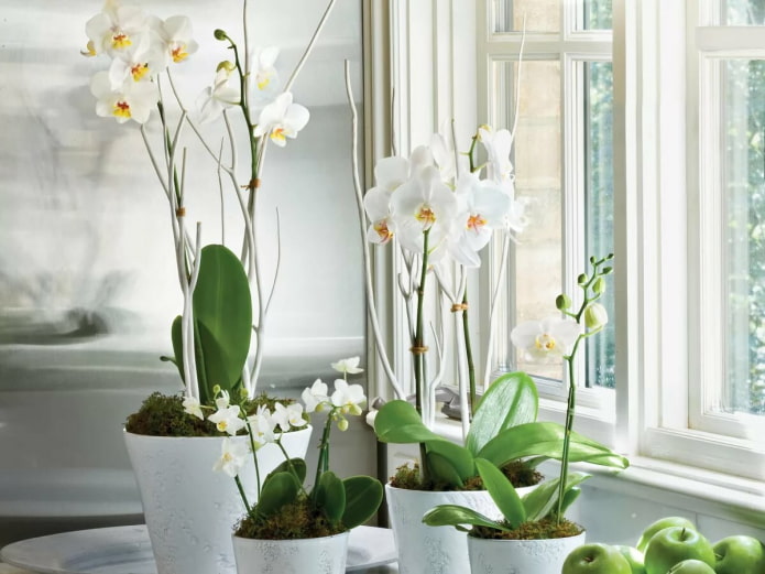 White phalaenopsis in the interior