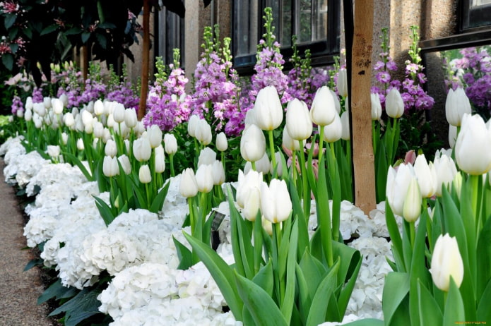 Fehér tulipán