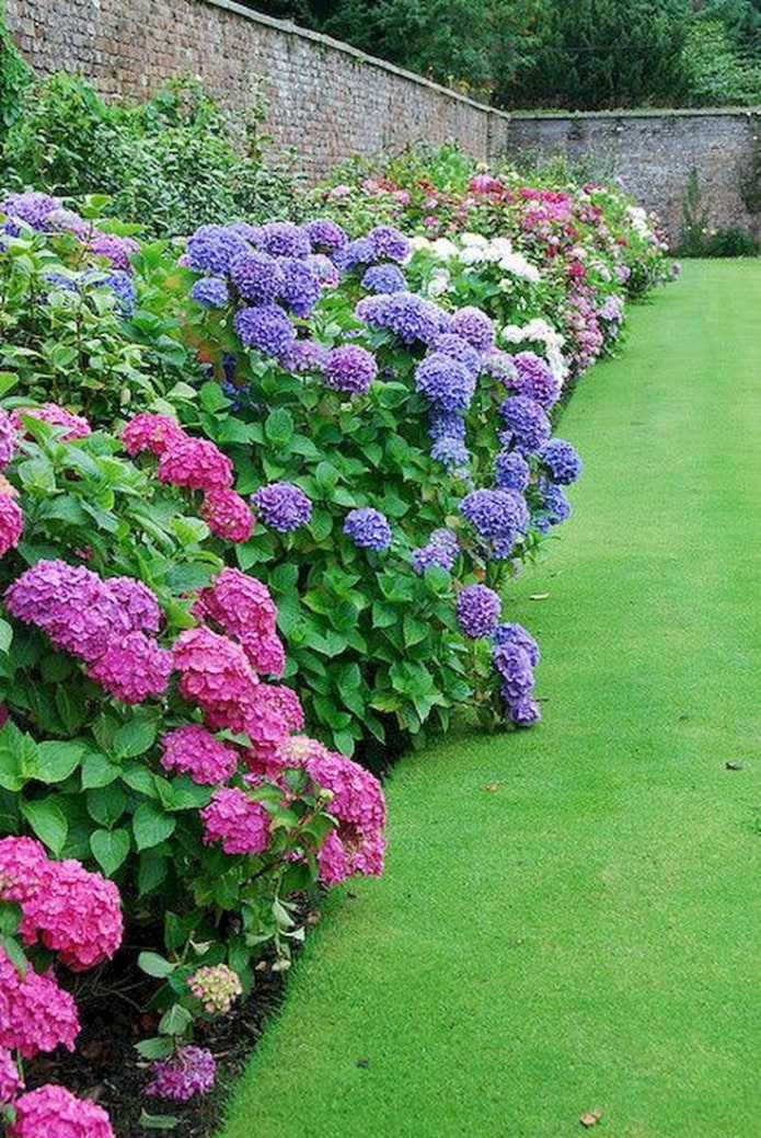 farbige Hortensien am Zaun