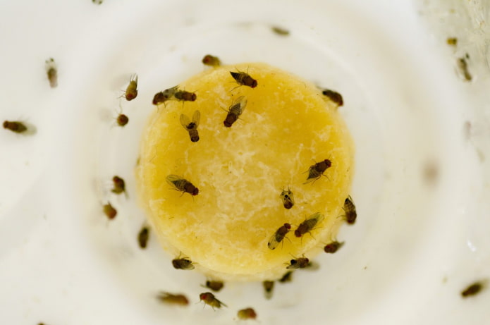 prevention of fruit flies in the kitchen
