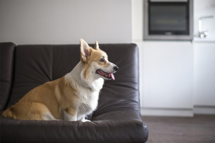 Dog on a leather couch