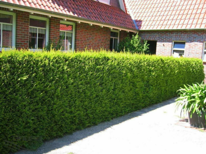 Thuja Brabant hedge