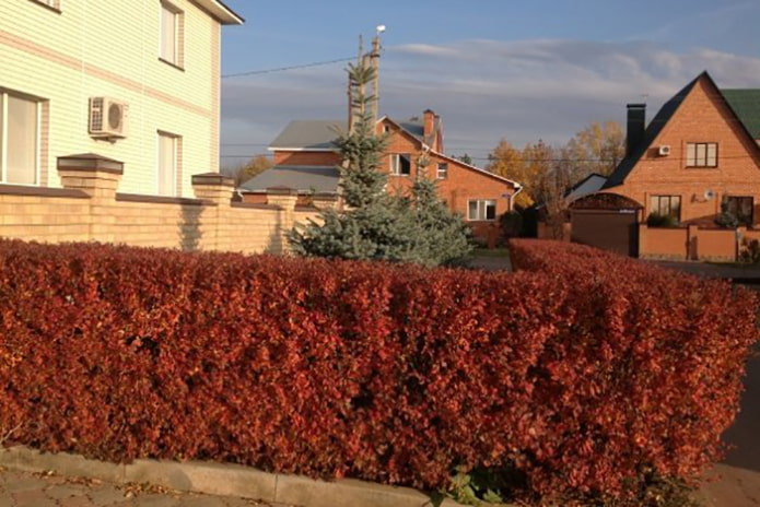 Жива ограда од блиставог цотонеастера у јесен