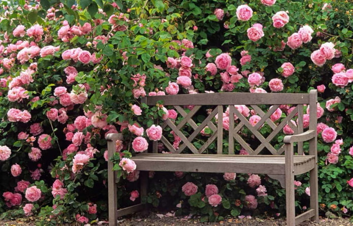 Růžový živý plot v zahradě