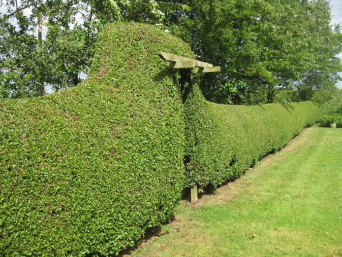 Privet hedge na may arko