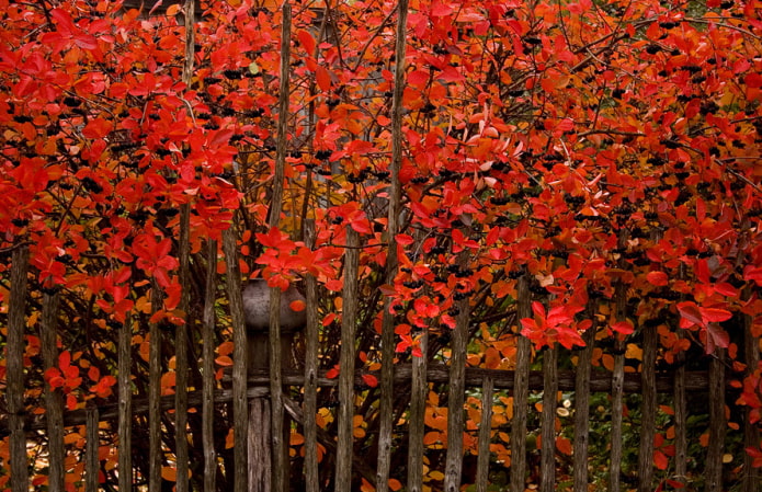 Жива ограда од ароније у јесен