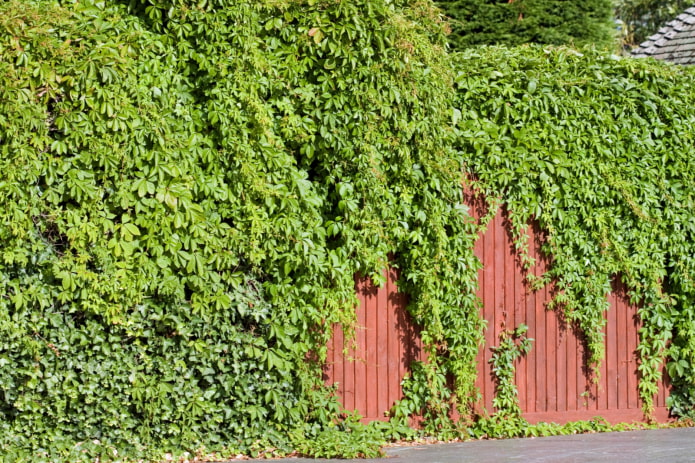 ivy on an iron fence