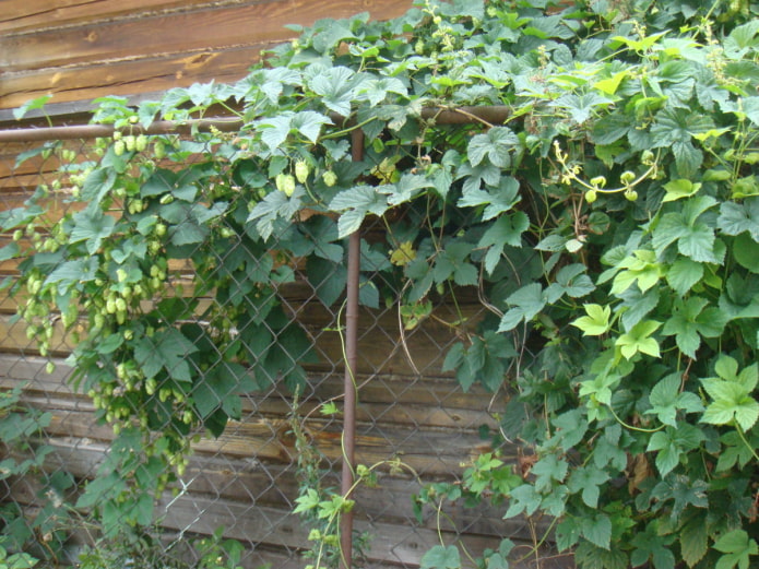 hops on a netting