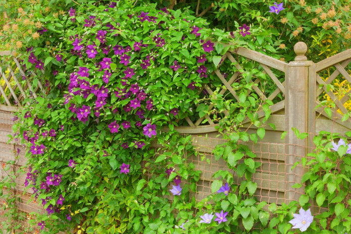 decoration of the fence with clematis