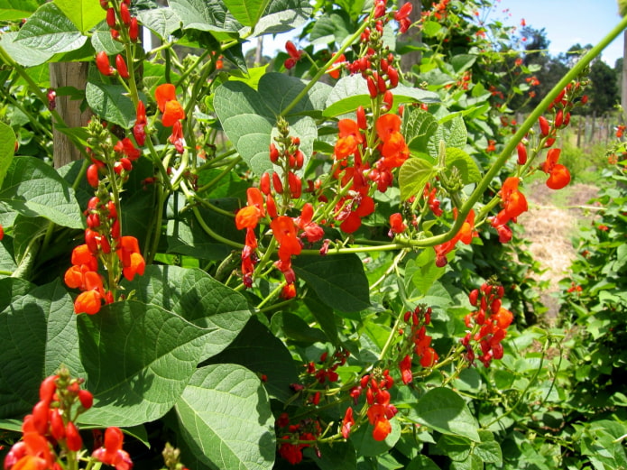 flowering ornamental beans