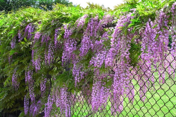 wisteria on the fence