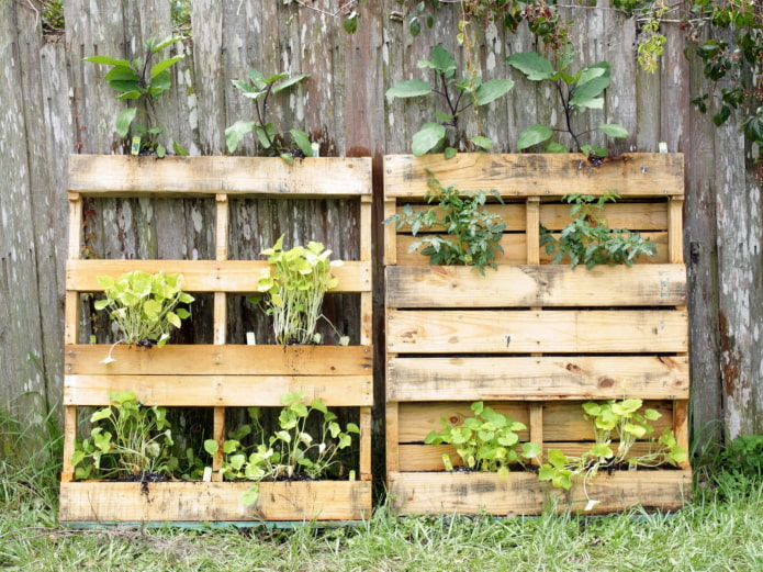 Pallets with herbs by the fence