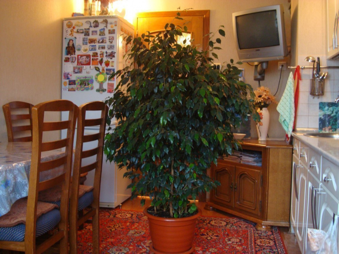 huge ficus in the center of the kitchen