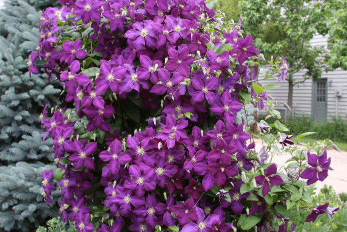 Lila Clematis