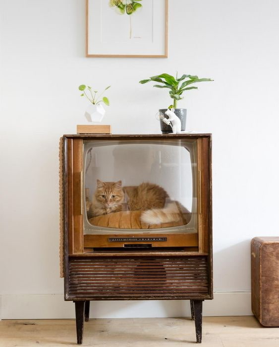 Macska a tv-ben