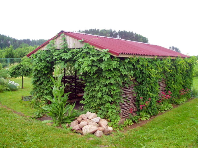 Den Pavillon mit Trauben begrünen