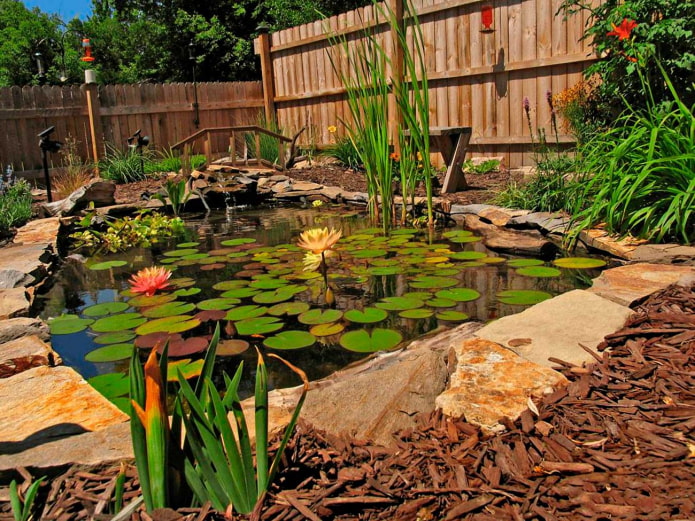 Teich mit Pflanzen im Garten