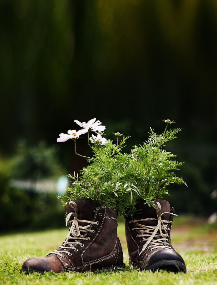 virágok cipőben