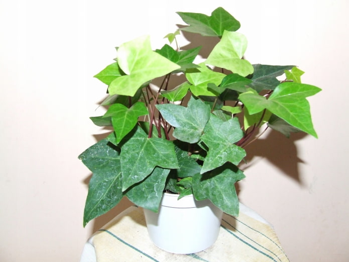 harm to indoor ivy