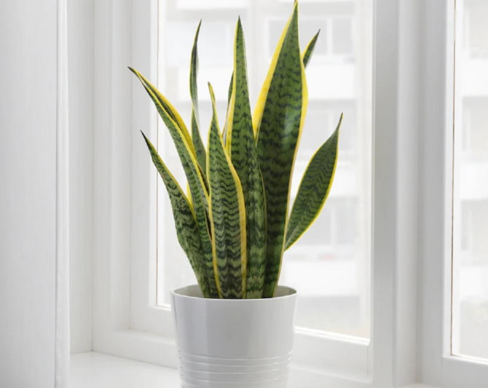 what is the danger of sansevieria