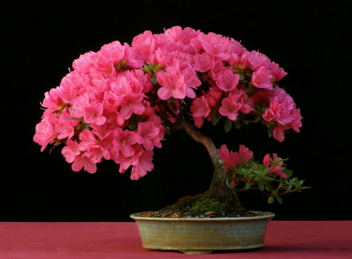 is it possible to keep an azalea at home