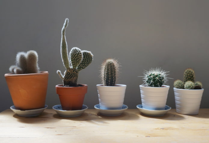 is it possible to keep cacti at home