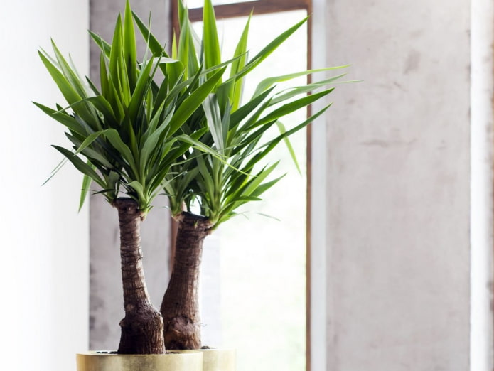 yucca at home in feng shui