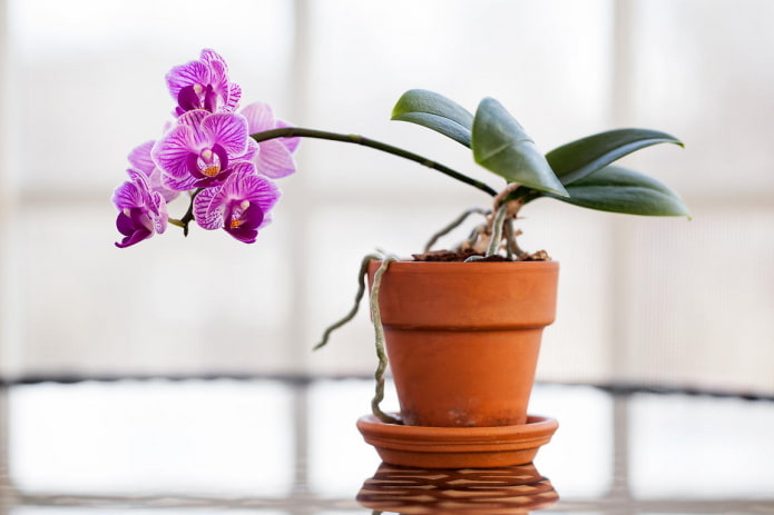 орхидея за сянка