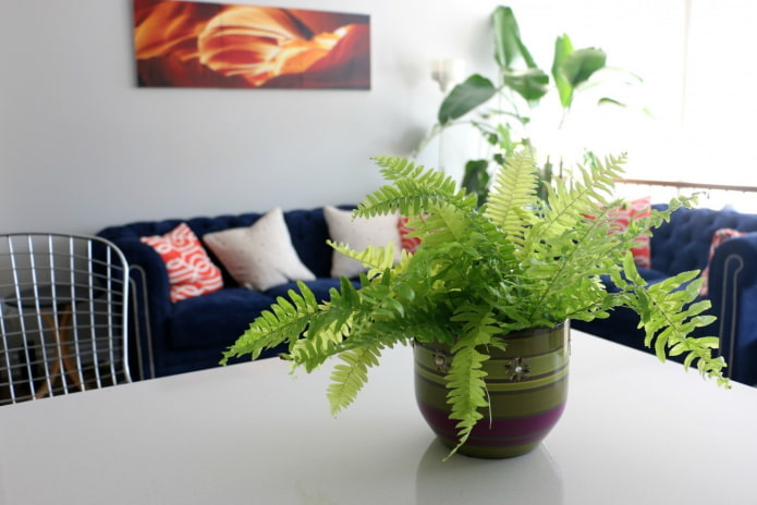 where to put the fern