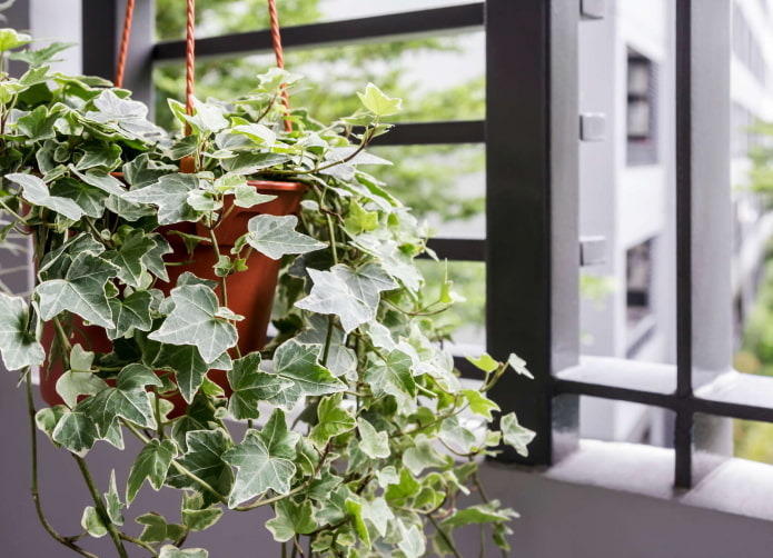 indoor ivy