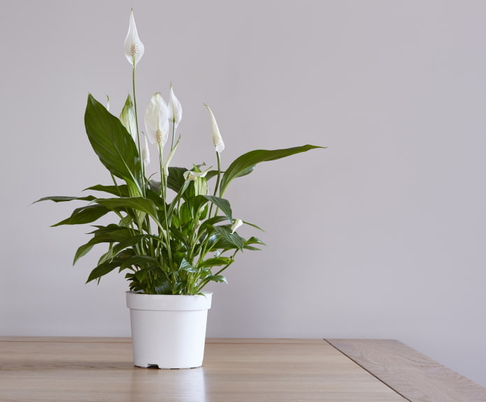 how spathiphyllum blooms