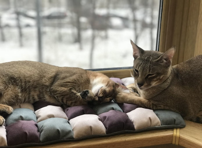 macska párnák az ablakpárkányon