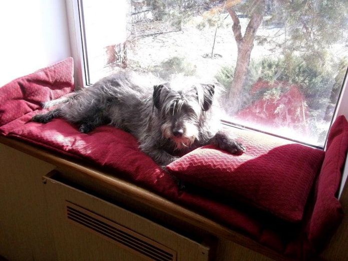 the dog on the windowsill