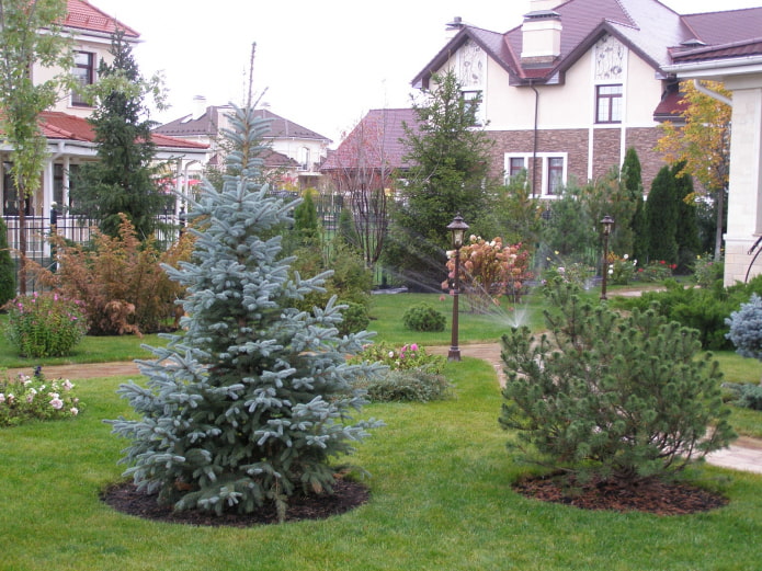 Spruce in the garden