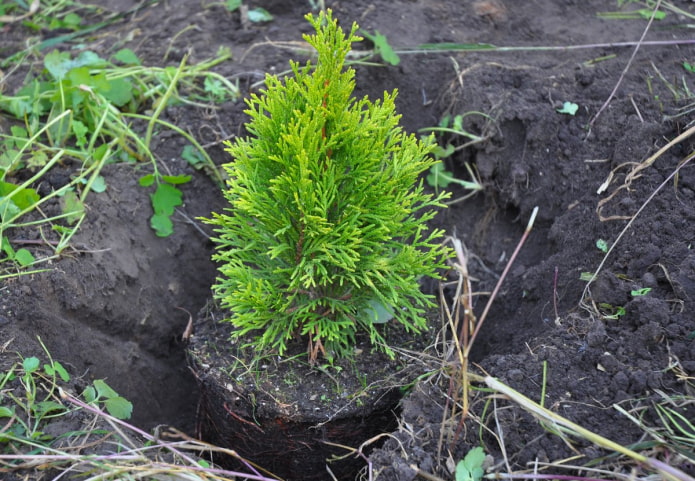 Planting a thuja in the fall