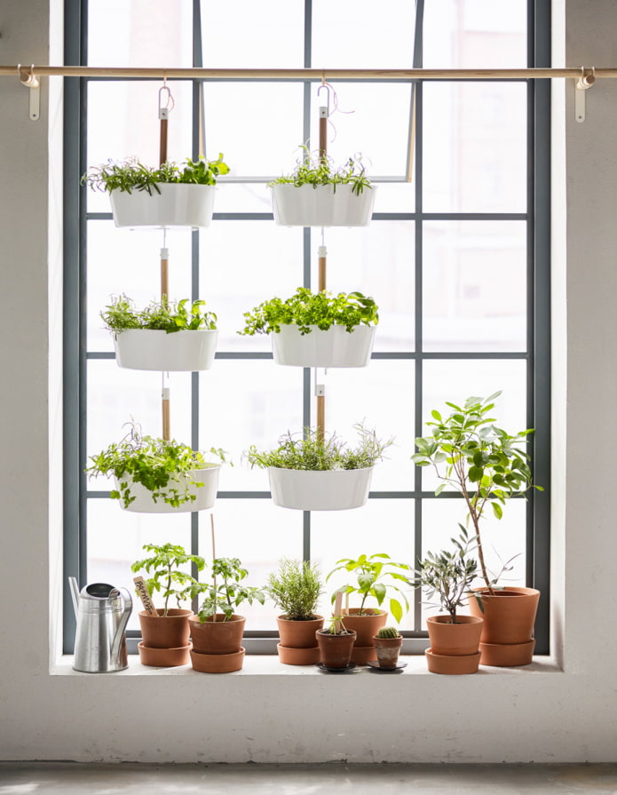 Shelves with herbs on the window