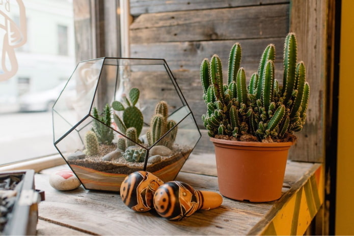 Kaktuszok a belső térben