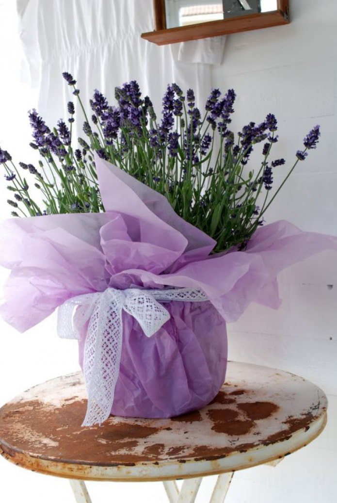 potted lavender