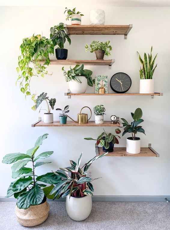Wooden shelves on the wall