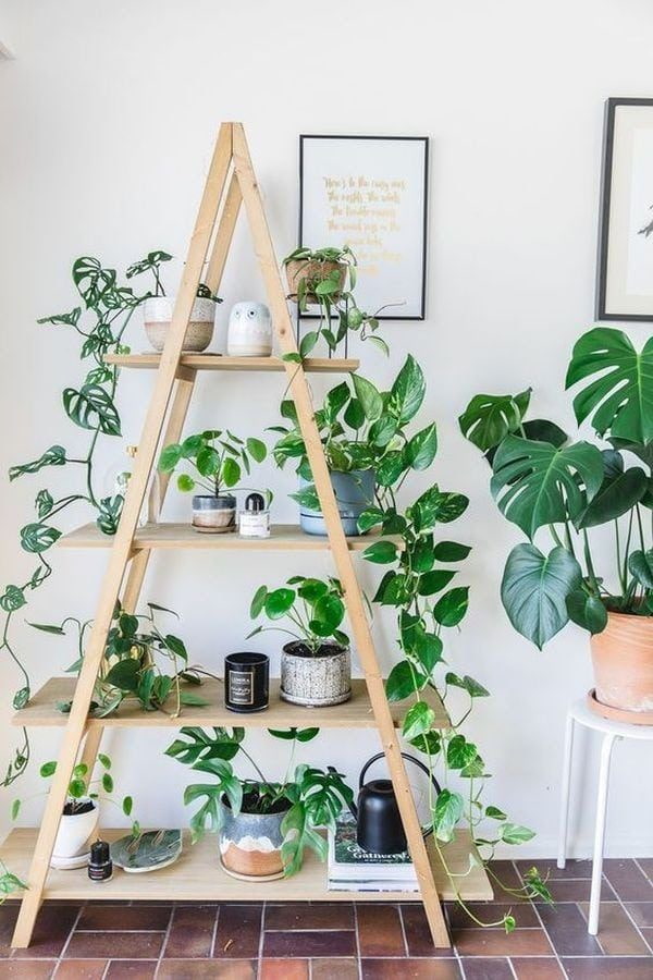 Plants on a wooden rack
